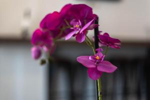 Charming apartment close to Bacvice beach and center