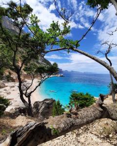 Stella marina 2 da Alessandro