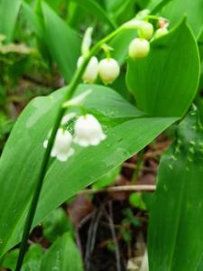 Domki Leśne Bliźniaki