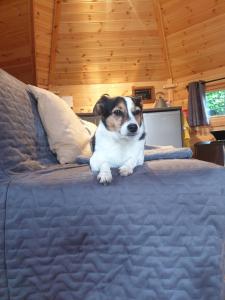The Hive - Unique log cabin with wood burning stove