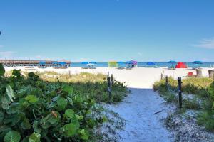 Sand Dollar 101