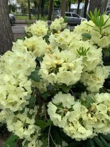 Ohana Budget w Juracie - يوراتا