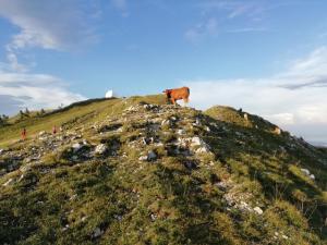 Appartements Cahute de montagne pour profiter du Haut Jura : photos des chambres