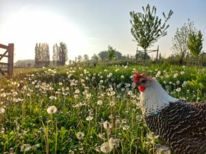 Op t Roth 12 ruime sfeervolle vakantiewoning in t groen