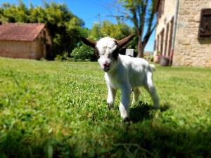 B&B / Chambres d'hotes Ferme des Petites Oreilles 4 etoiles : photos des chambres