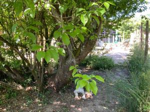 Maisons de vacances Gite Wildflower Lane : photos des chambres