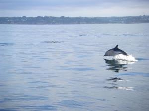 Maisons de vacances Holiday Home in Plouarzel near Sandy Beach : photos des chambres