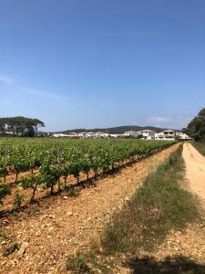 Appartements EDEN HOUSE entre vignobles et mer tres bel appartement dans villa : photos des chambres