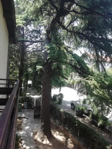 Pine Apartment