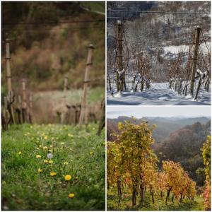 Haloze na dlani - Haloze in your hand, hiša s pogledom na hribe - a house vith a view of hills