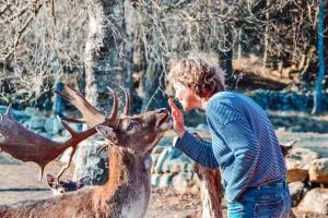 Damwildfarm in Rollerbü Südschweden - Tormestorp
