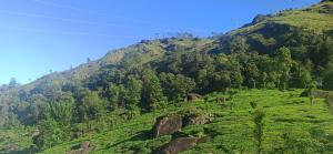 Tea Dale -rooms with Tea Estate view
