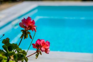 Villa Calypso Elounda