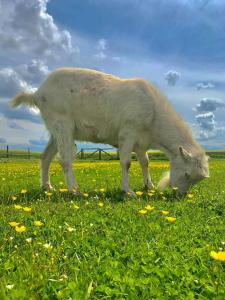Gościnna Zagroda Gościejowice Noclegi Apartamenty Agroturystyka Niemodlin