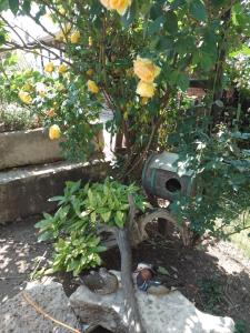 Guest House Amazonia