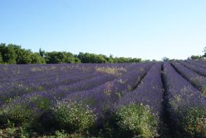 Maisons de vacances A 5 Minutes des Ocres Gite La Charite Gordes Roussillon : photos des chambres