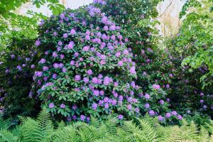 Marel-Apartments U SOWY- Park- Polanica Zdrój