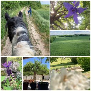 Maisons de vacances Les fontanelles du quercy blanc : photos des chambres