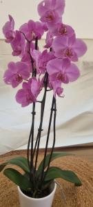 Domaine Authentique de Rose