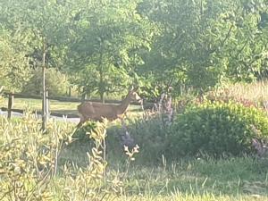 Gîte à la campagne proche dAngers et de la Loire