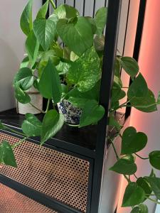 Apartament z widokiem - BlaBlaFlat Szczecin Ku Słońcu