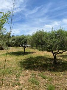 Chalets Chalet studio des oliviers climatise : photos des chambres