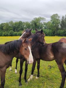 Appartements Haras des Buissonnets : photos des chambres