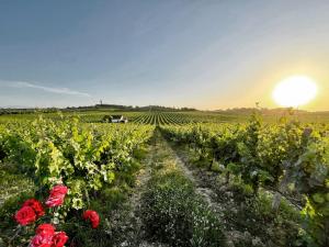 Quinta Monteiro de Matos - Enoturismo