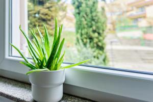 JMJ Green view