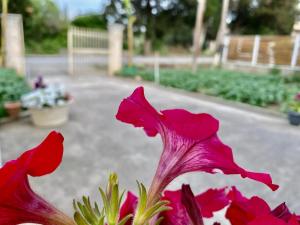 Montsenigos Garden Apartment