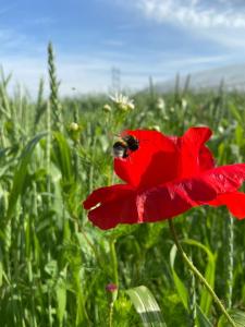 Apartment auf dem Bauernhof