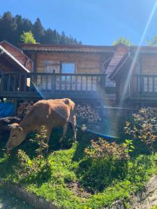 Pilita Bungalov&Rest