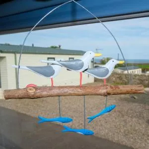 Kittiwake - Laurencekirk