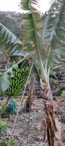 Independent house in rural setting