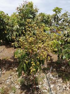 Independent house in rural setting