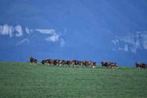 Gîte Domaine du Théron