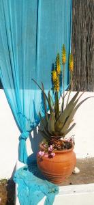 Amaryllis sweet home