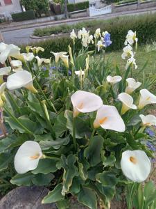 Les Trois chambres de LYLY situées a Brou