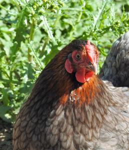 Stenlid - Med naturen och lugnet i fokus