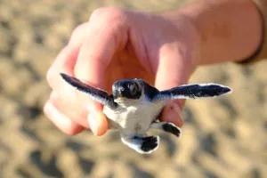 Java Turtle Lodge Meru Betiri - Sarungan