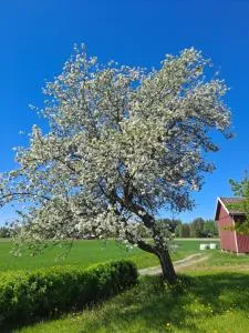 勒沃玛基农场酒店 - Orisuo