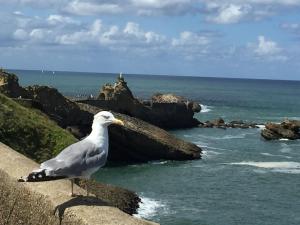 Appartements Charmant T2 Biarritz centre : photos des chambres