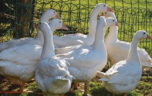 Große Ferienwohnung Sierndorf