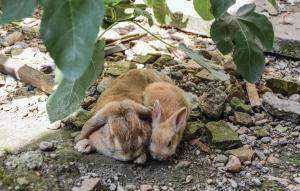 Große Ferienwohnung Sierndorf