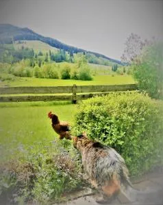 Haus Schreder - Almdorf