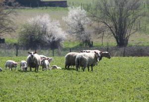 B&B / Chambres d'hotes La Ferme de Gorgeat : photos des chambres