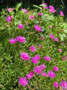 Cà dal Bosc e Cà sgrüscia