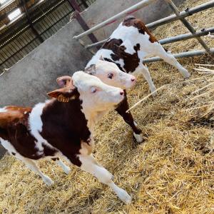 Tentes de luxe Kota a la ferme : photos des chambres