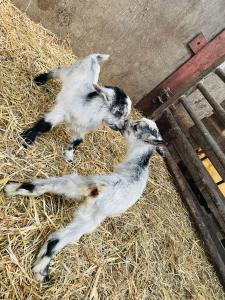 Tentes de luxe Kota a la ferme : photos des chambres