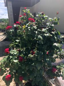 Villa Ljubica with big beautiful garden